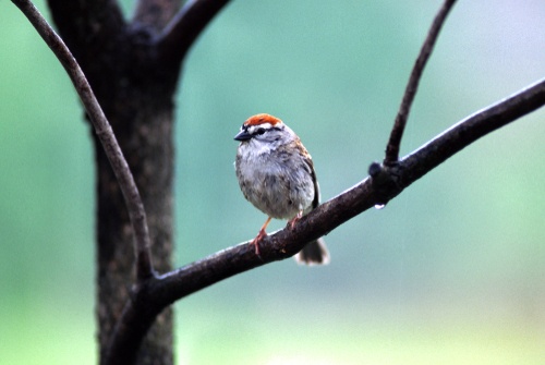 His Eye Is on the Sparrow - Wikipedia